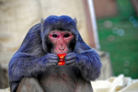 Near Agra, Uttar Pradesh, India, Asia, Monkey holding a red fruit in his hands and eating,