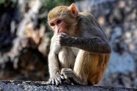 Rhesus monkey (Macaca mulatta) in the Galta Gorge, A pensive monkey sits on a stone and appears