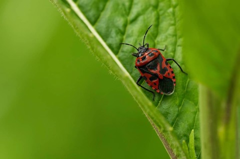 Eurydema ornata (Eurydema ornata)
