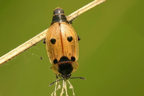 Four-spotted caterpillar moth (Dendroxena quadrimaculata)