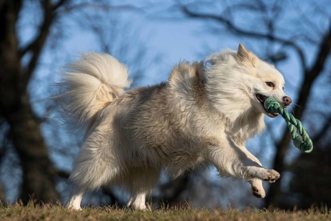 Retrieving in the forest