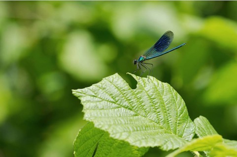 Banded demoiselle (Calopteryx splendens)