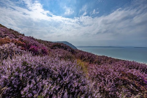 Purple flowering heather with heather (Erica) on the coast with mountains in the background on the