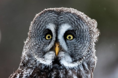 A captive great grey owl (Strix nebulosa) sits on a perch at a bird of prey sanctuary during winter
