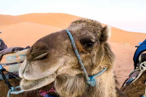 Portrait of camel in desert