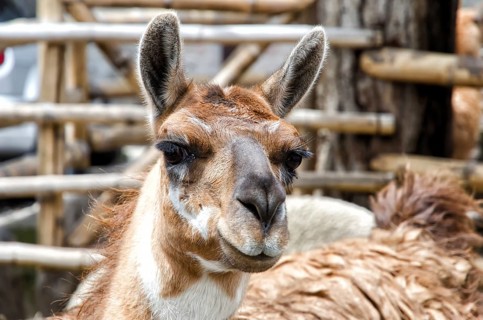 Llama