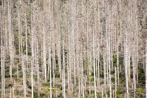 Dead trees in a pine forest due to global warming
