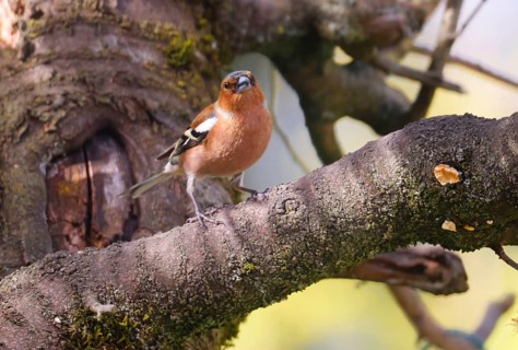 Common Chaffinch (fringilla celebs) on a tree