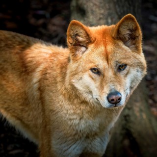 Australian dingo, Northern Territory, Australia