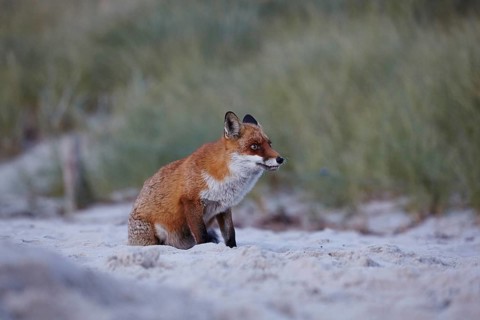 Red fox, Vulpes vulpes, on Darßer Weststrand, Western Pomerania Lagoon National Park,