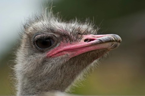 Portrait of the common ostrich (Struthio camelus), Usedom, DEU