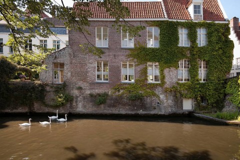 Swans swimming in the channel in Bruges, Belgium