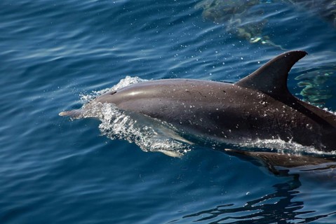 Dolphin watching
