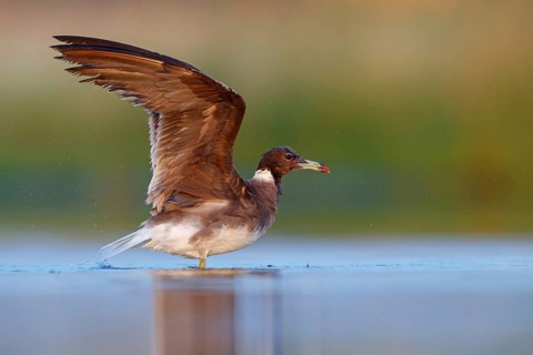 Hemprich's Gull, (Ichthyaetus hemprichii), (Larus hemprichii), Fish Eagle Gull Salalah, Raysut,