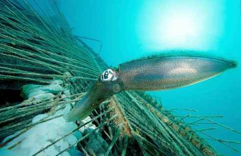 Southern reef squid laying eggs, Sepiotheuthis australis, Malaysia, Pacific, Borneo, Mabul