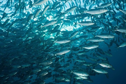 Shoal of bigeye jackfish, Caranx sexfasciatus, Tulamben, Bali, Indonesia