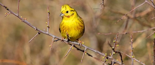 Yellowhammer, (Emberiza citrinella), perch, tree, twig, songbird, bunting family, Nahe valley,