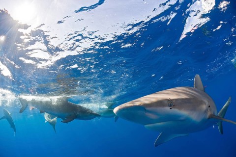 Galapagos sharks, Carcharhinus galapagensis, Oahu, Pacific, Hawaii, USA