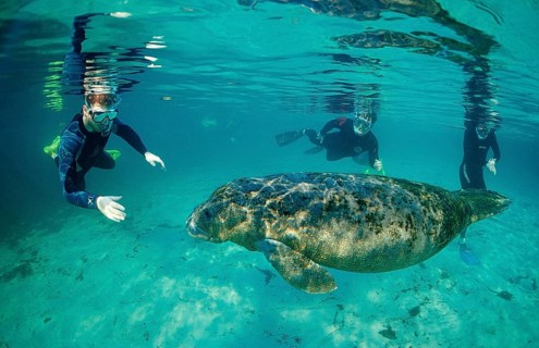 Round-tailed manatee and snorkeller, Trichechus manatus latirostris, USA, Florida, FL, Crystal