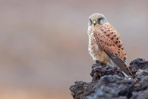 Kestrel, (Falco tinnunculus), perches on rocks, Canary Islands, animals, birds, falcons, foraging,