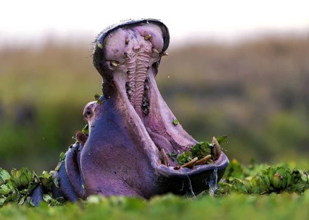 A yawning hippo, Hippopotamus, Animals, Mammals, (Hippopotamus amphibius), Maasai Mara, Kenya