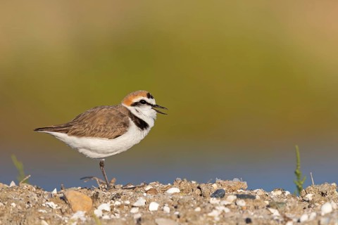 Animals, birds, plover, Kentish plover, (Charadrius alexandrinus), biotope, habitat, foraging,