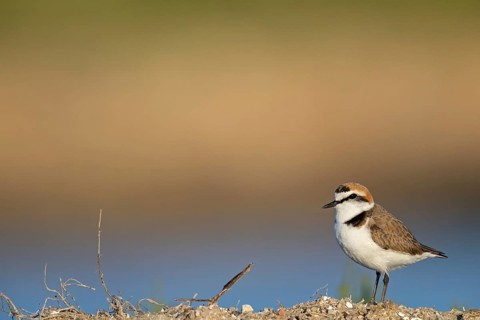 Animals, birds, plover, Kentish plover, (Charadrius alexandrinus), biotope, habitat, foraging,