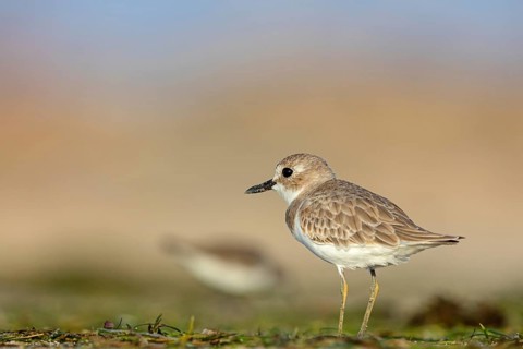 Desert plover, (Charadrius leschenaultii), animals, birds, biotope, habitat, foraging, Middle East,