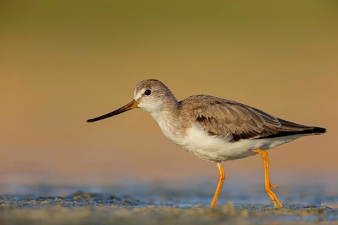 Terek sandpiper, (Xenus cinereus), animal, animals, bird, birds, snipe family, snipe, biotope,