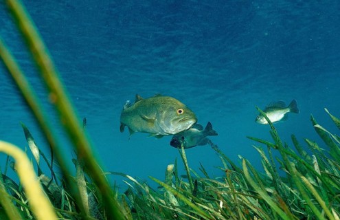 Trout perch, Micropterus salmoides, USA, Florida, FL