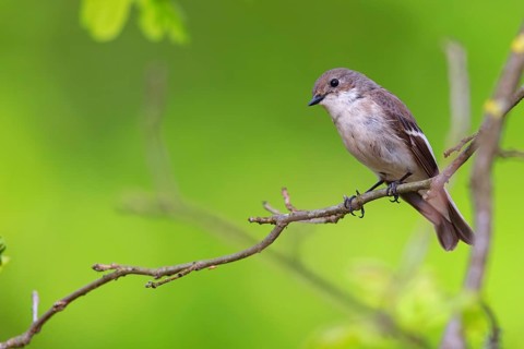 Animals, birds, songbirds, pied flycatcher, (Ficedula hypoleuca), biotope, habitat, perch,