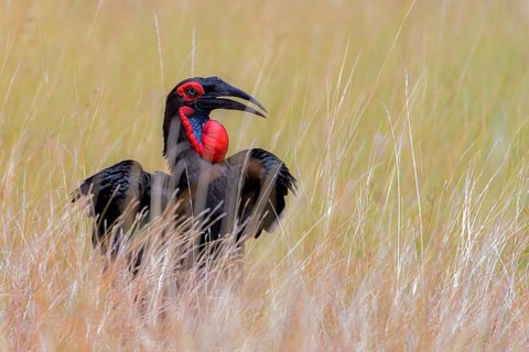 Blue-faced Hornbill, Hornbill, Raven, (Bucorvus abyssinicus) from Maasai Mara, Kenya