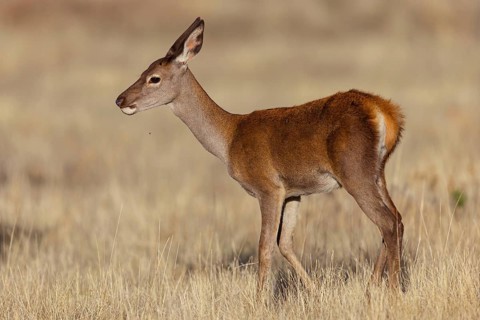 Red deer, (Cervus elaphus), young animal, animals, mammals, young animal, El Millaron Deer Safari,