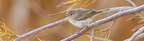 Balkan Warbler, Eastern Mountain Warbler, (Phylloscopus orientalis), songbird, leaf warbler family,