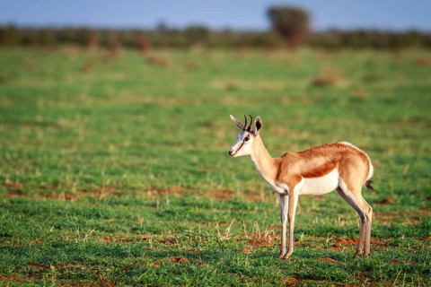 Springbok standing in the grass in the Etosha National Park, Namibia