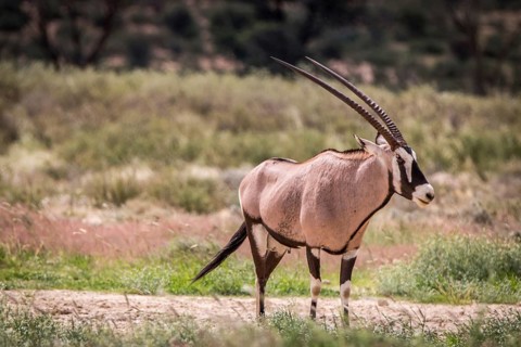 Oryx standing in the grass and starring in the Kgalagadi Transfrontier Park, South Africa