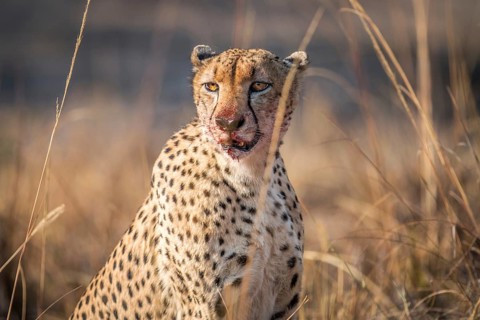 Starring Cheetah with a bloody face in the Kruger National Park, South Africa