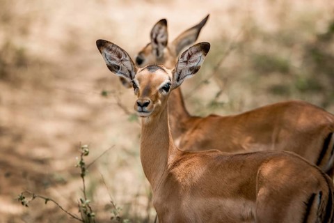 Starring baby Impala in the Kruger National Park, South Africa