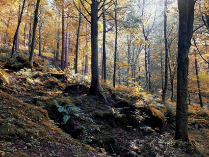 Sunlit woodland in early autumn with mixed forest trees with golden fall colored leaves on a rocky