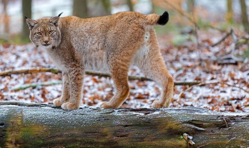 Eurasian Lynx, Eurasian Lynx, (Lynx lynx), animals, mammals, portrait, Kaiserslautern Wildlife