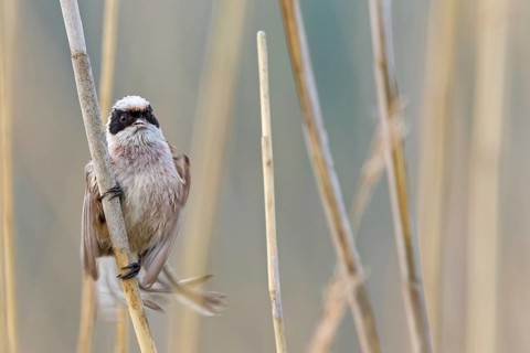Penduline Tit, (Remiz pendulinus), animals, birds, tits, family of Penduline Tits, Eich-Gimbsheimer