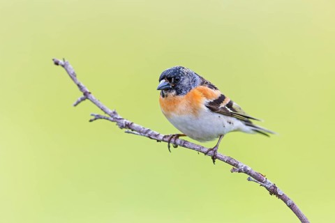 Mountain finch, Northern finch, finch family, (Fringilla montifringilla), animals, birds,