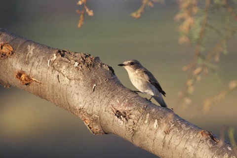 Grey flycatcher on its lookout, Punta Prima on Menorca