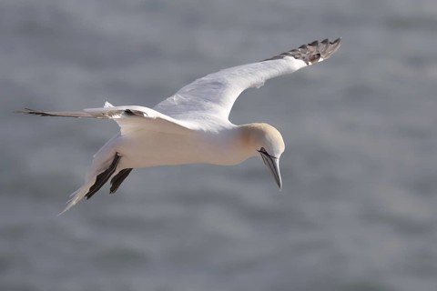 Gannet
