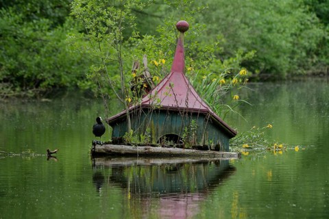 Eurasian Coot (Fulica atra) on sunken duck house, duck house, lake, water bird, marsh iris. Lake