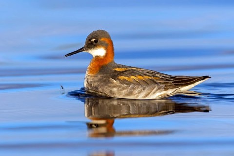 Odin's chicken, (Phalaropus lobatus), swims in the water, wading bird, Varanger, Finnmark, Norway