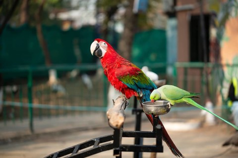 Parrot with vibrant colors perched near a green bird feeding in an outdoor setting, Portrait of