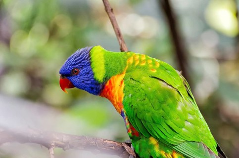 Allcolour lorikeet