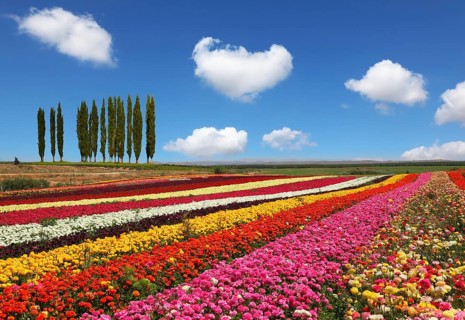 Field of multi-colored decorative buttercups Ranunculus Bloomingdale. On the horizon is growing