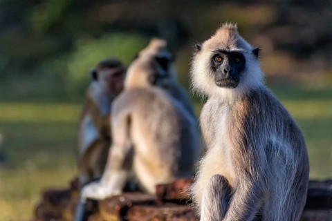 Langurs
